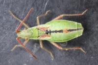 Myrmus miriformis