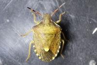 Peribalus strictus