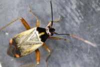 Adelphocoris seticornis