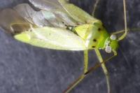 Adelphocoris quadripunctatus