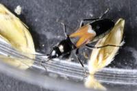 Pterotmetus staphyliniformis