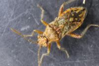 Rhopalus parumpunctatus