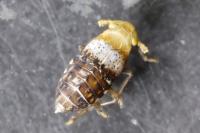 Conomelus anceps