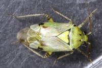 Lygus gemellatus