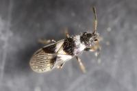 Microplax albofasciata