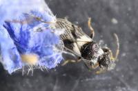 Microplax albofasciata