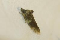 Ledra aurita