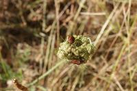 Graphosoma italicum