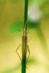 Stenodema laevigata