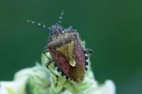 Dolycoris baccarum