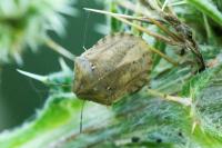 Eurygaster testudinaria