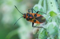 Corizus hyoscyami
