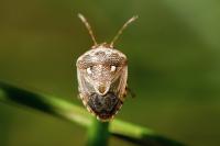 Stagonomus bipunctatus