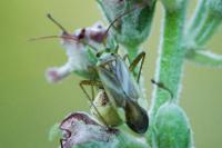 Adelphocoris