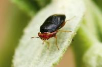Geocoris erythrocephalus