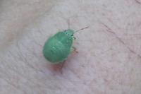 Palomena prasina