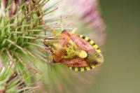Carpocoris purpureipennis