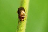 Deraeocoris lutescens