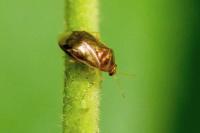 Deraeocoris lutescens
