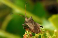 Coreus marginatus