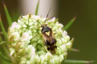 Orthops