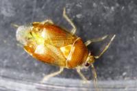 Deraeocoris lutescens