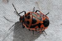 Eurydema ornata