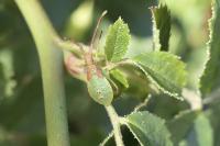 Gonocerus acuteangulatus