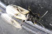 Metopoplax ditomoides