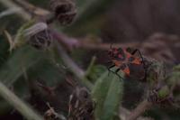 Corizus hyoscyami