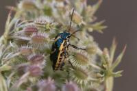 Eurydema oleracea