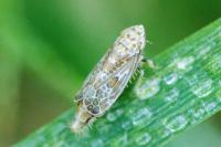Errastunus ocellaris