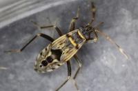 Beosus maritimus