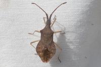 Haploprocta sulcicornis