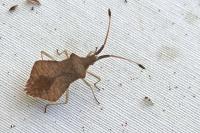 Syromastus rhombeus