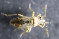 Nysius