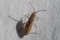 Myrmus miriformis