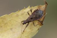 Himacerus mirmicoides
