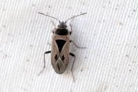 Xanthochilus quadratus