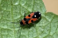 Horvathiolus superbus