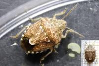Staria lunata