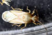Cymus claviculus
