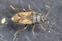 Megalonotus sabulicola
