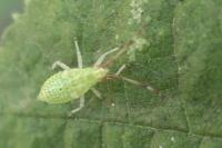 Pantilius tunicatus