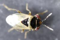 Geocoris megacephalus