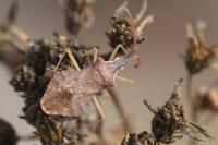 Haploprocta sulcicornis