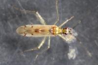 Dicyphus