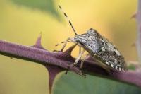 Rhaphigaster nebulosa