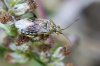 Stictopleurus