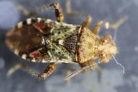Rhopalus subrufus